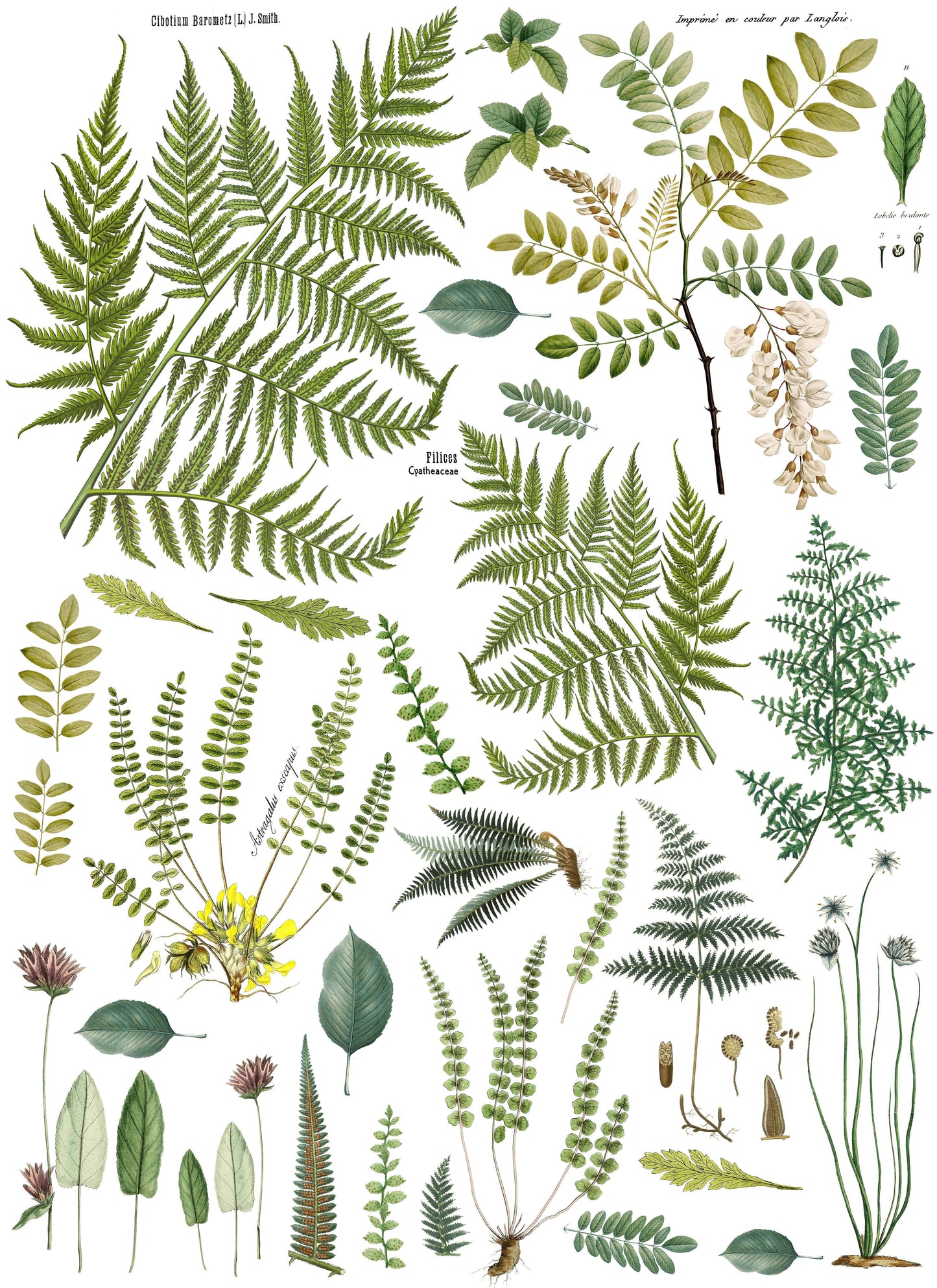 FROND BOTANICAL 24×33 DECOR TRANSFER