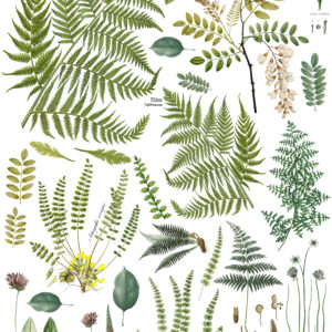 Fronds Botanical 24x33 Decor Transfer™