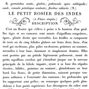 Le Petit Rosier 24x33 Decor Transfer™