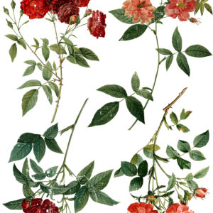 Redoute 4 24x33 Decor Transfer™