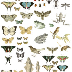 Entomology Etcetera 24x33 Decor Transfer™