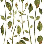 PAINTERLY FLORALS IOD TRANSFER 12x16 PAD