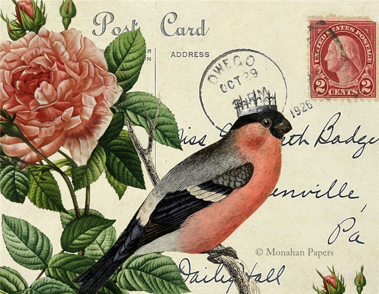 monahan paper SPS984bb red belly bird