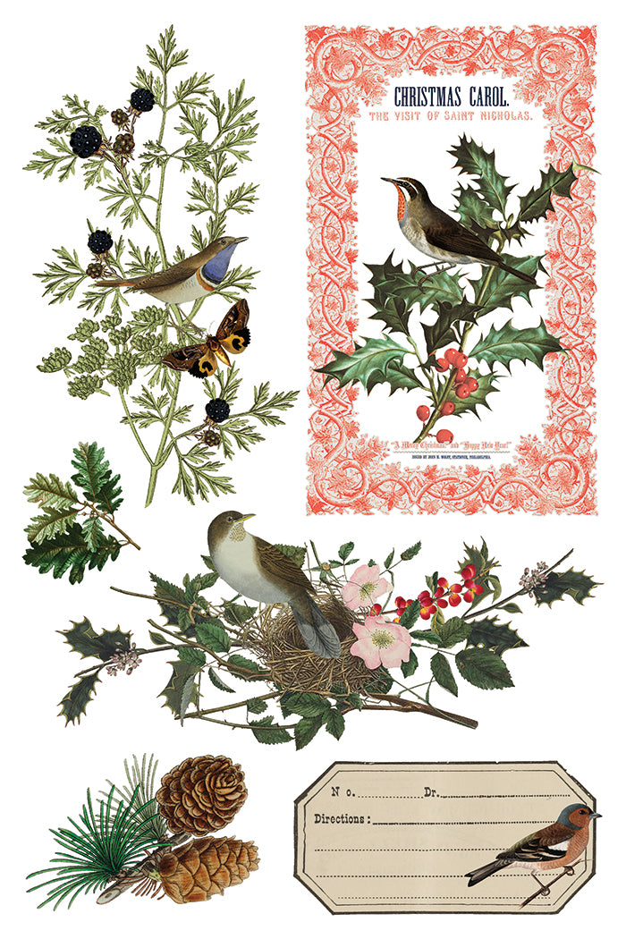 Winter Botanist