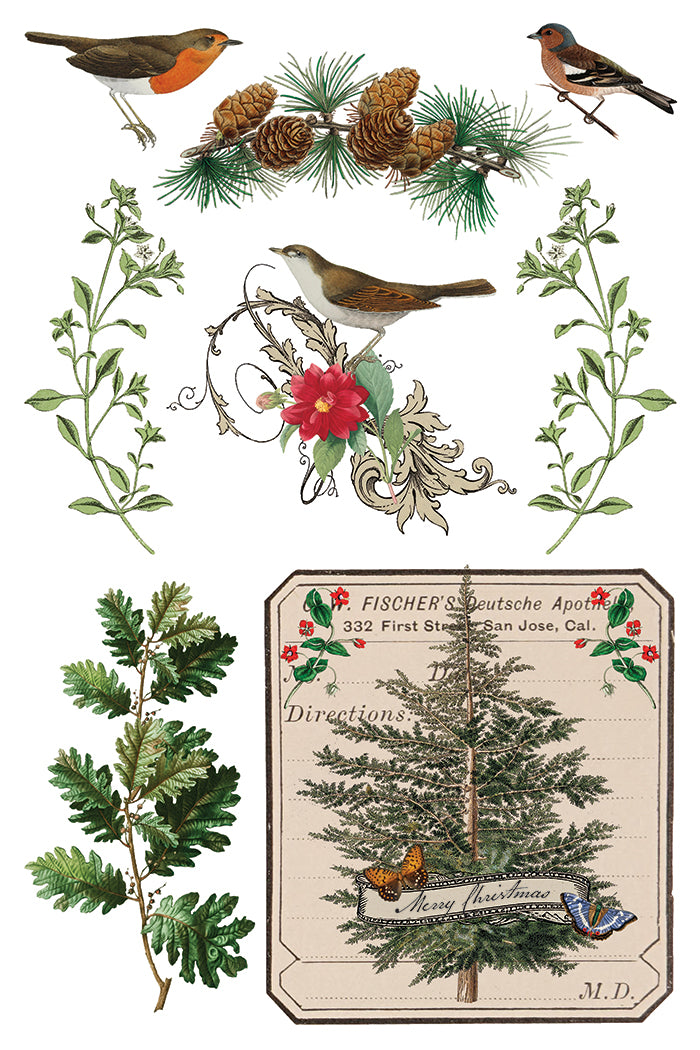 Winter Botanist