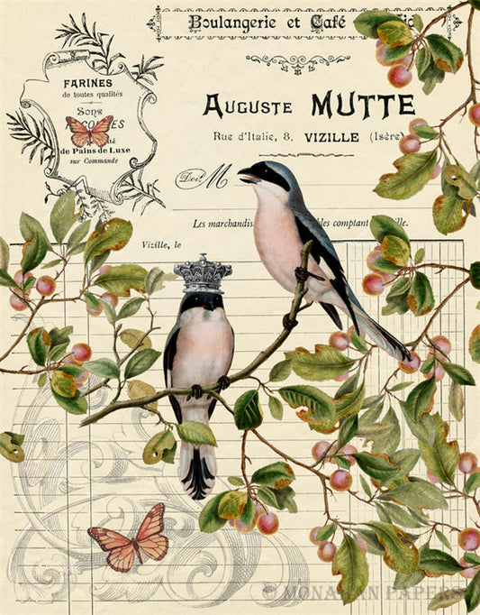 Auguste - X354