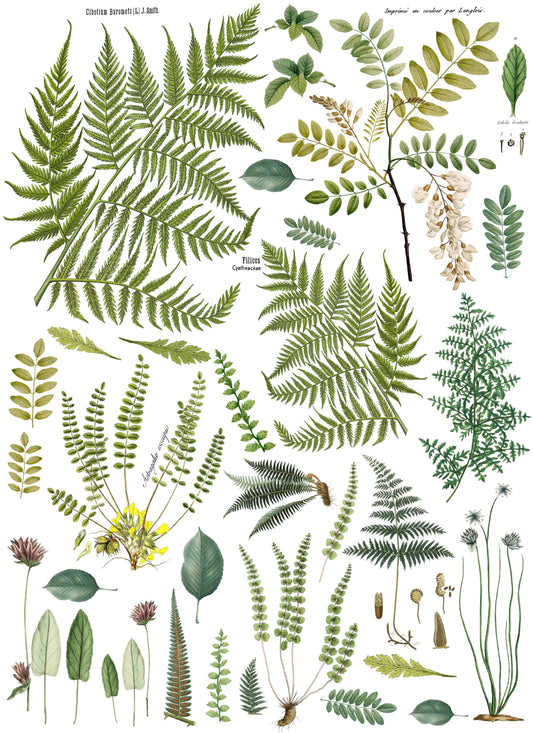 FROND BOTANICAL 24×33 DECOR TRANSFER