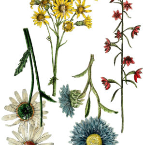 Wild Flower Botanicals 24x33 Decor Transfer™