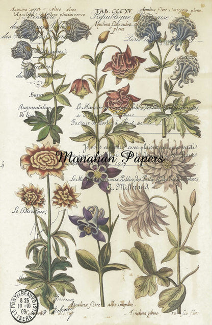 Botanical 1 - BOT1