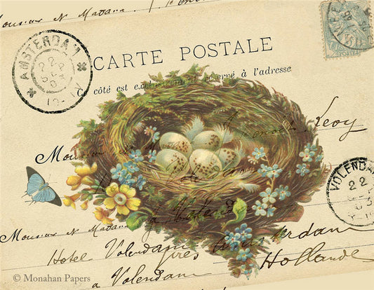 The Nest and Eggs