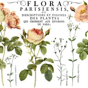 Flora Parisiensis 24x33 Decor Transfer™