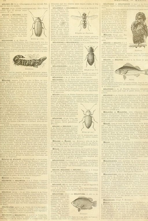 Entomogy Dictionary Page