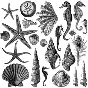 SEASHORE 12×12 IOD STAMP