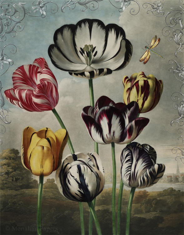 Tulips - X436